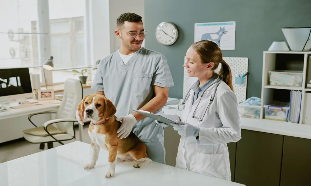 Why Veterinary Hospitals Are Trusted for Emergency Surgeries