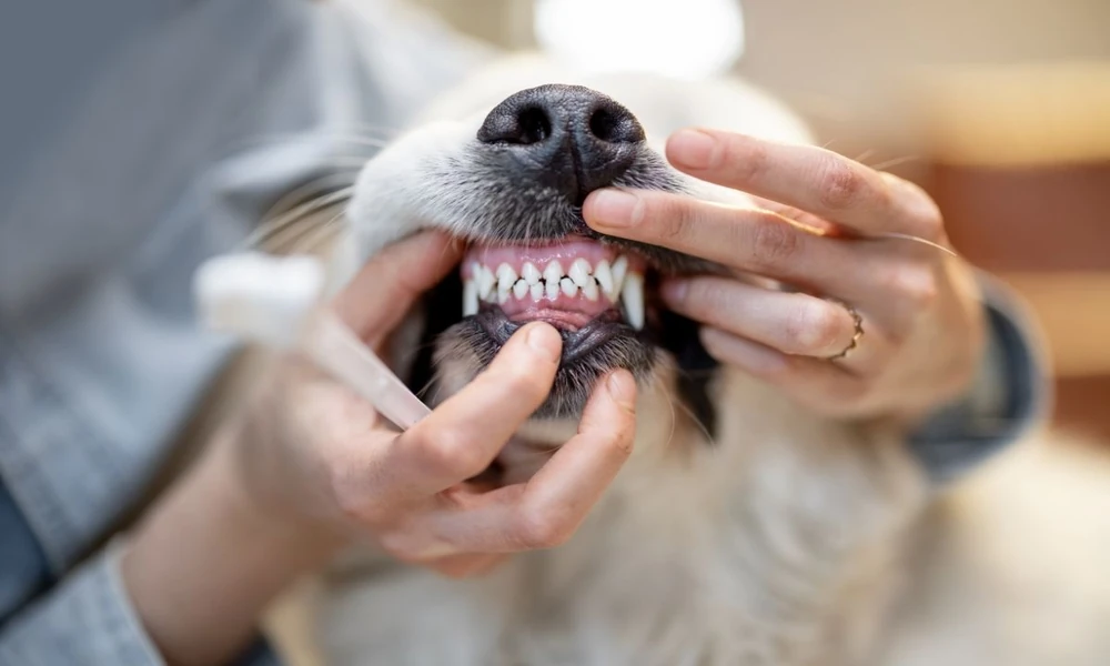 Why Routine Dental Care Happens Best In Animal Hospitals