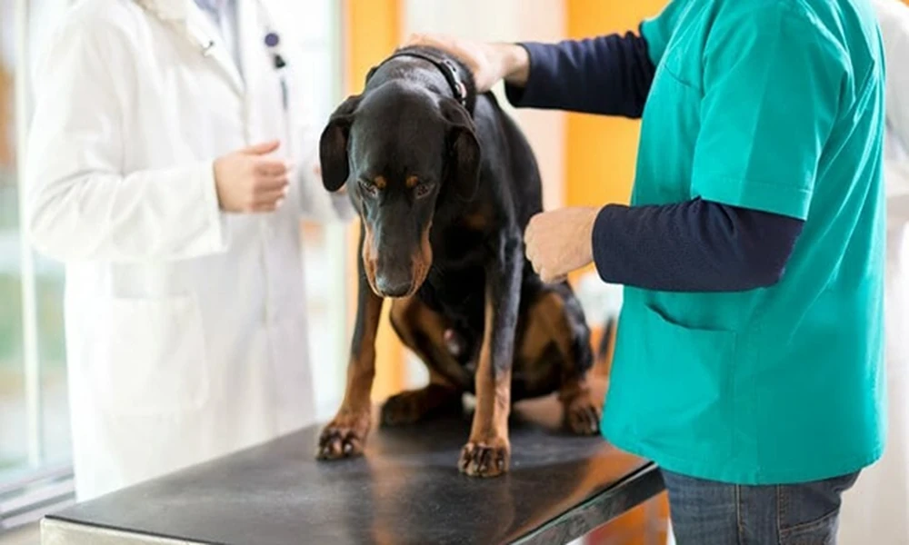 4 Signs Your Dog Or Cat Needs An Animal Clinic Visit
